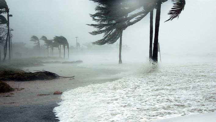 Hurricane level winds blowing against palm trees