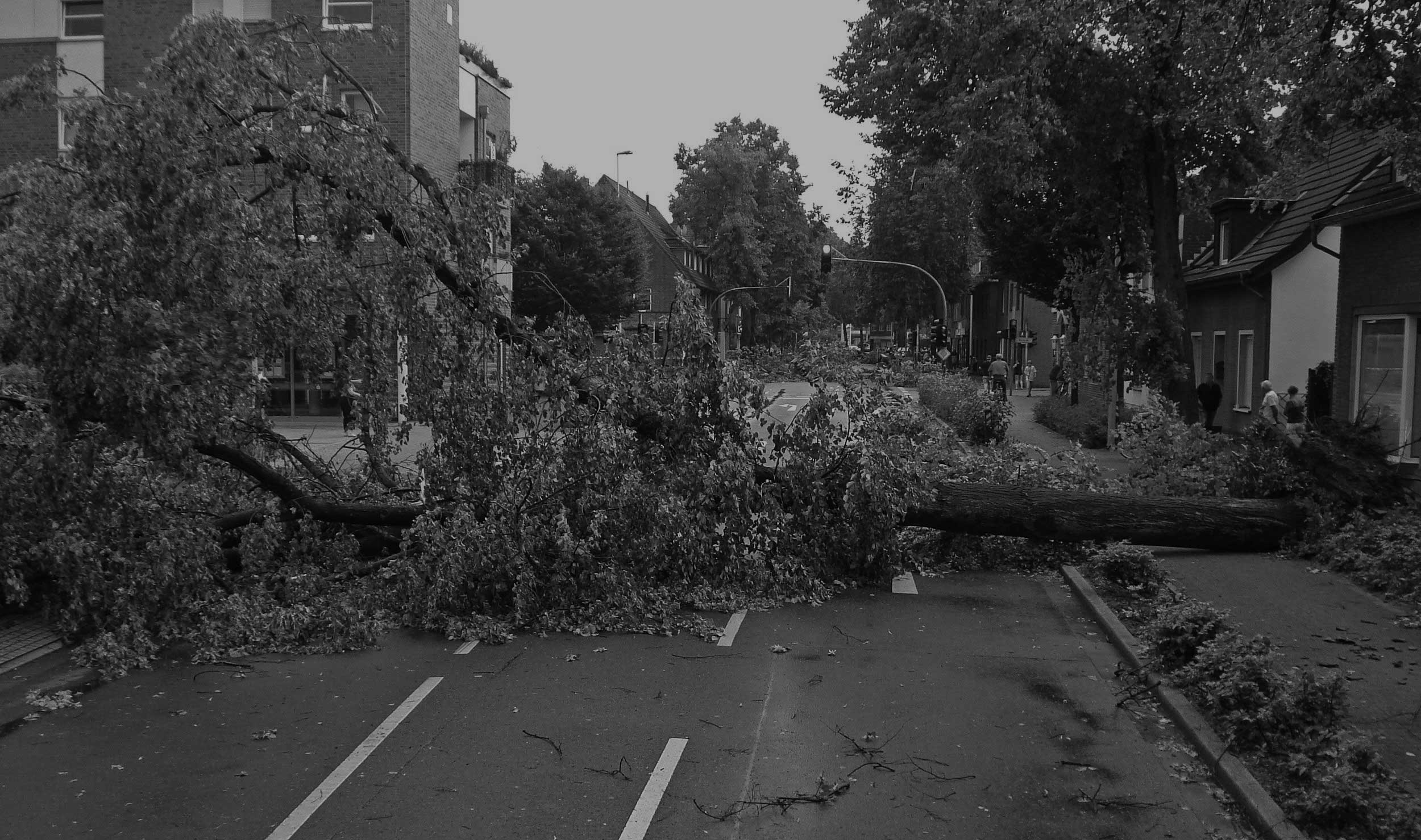 Fallen tree blocking street