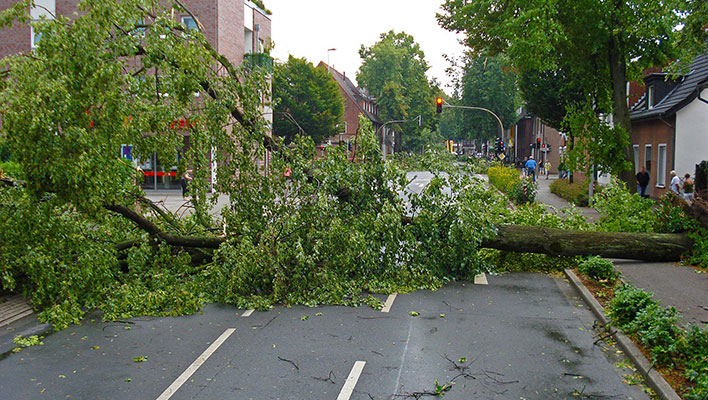 A fallen tree in the middle of a road after a storm