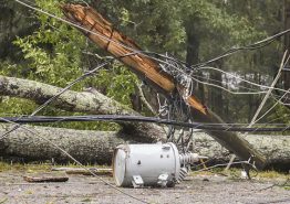 A tree that has collapsed on a power line